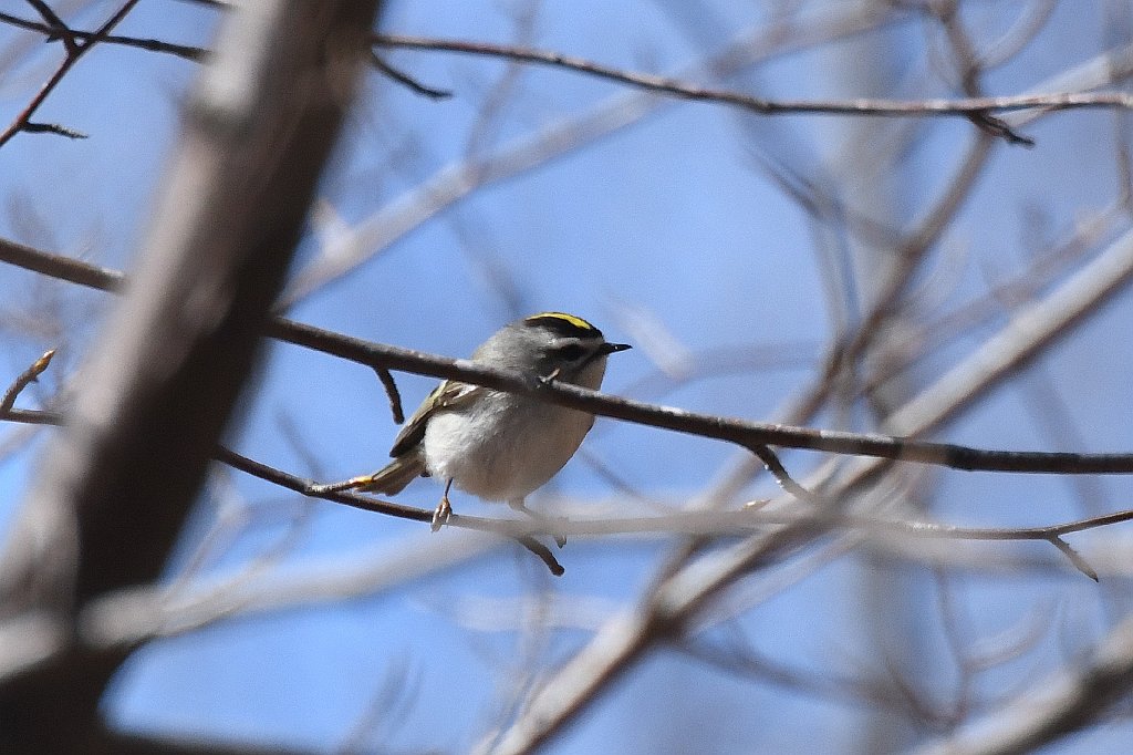 Kinglet, Golden-crowned, 2018-04209899 Broad Meadow Brook, MA.JPG - Golden-crowned Kinglet. Broad Meadow Brook Wildlife Sanctuary, MA, 4-20-2018